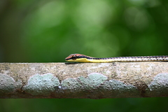 Dendrelaphis kopsteini