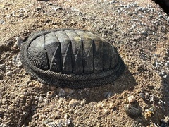 Chiton stokesii