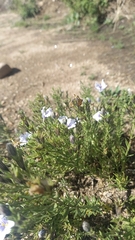 Nierembergia linariifolia