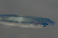 Pseudorasbora parva