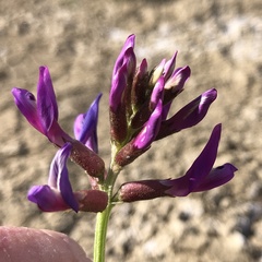 Astragalus crotalariae