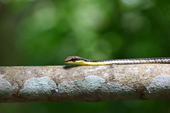Dendrelaphis kopsteini