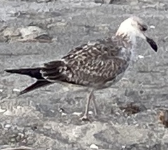 Larus fuscus graellsii