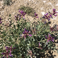 Astragalus crotalariae