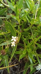 Mitracarpus megapotamicus