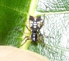 Micrathena picta