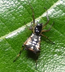 Micrathena picta