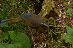 Trochalopteron morrisonianum