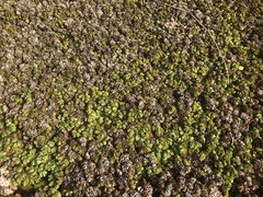 Salvinia molesta