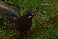 Trochalopteron morrisonianum