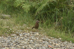 Trochalopteron morrisonianum