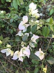 Bougainvillea