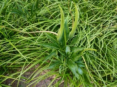 Pinellia pedatisecta