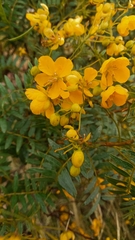 Senna birostris