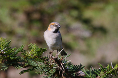 Passer rufocinctus