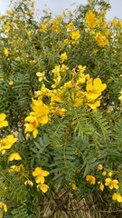 Senna birostris