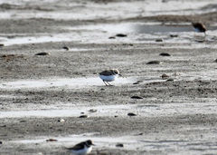 Charadrius nivosus