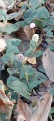 Persicaria capitata