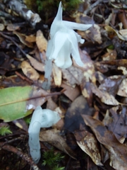 Monotropastrum humile