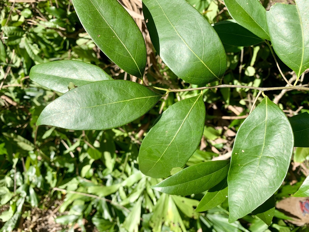 Nectandra from Biscayne Bay, Coral Gables, FL, US on February 07, 2023 ...