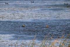 Thalassornis leuconotus