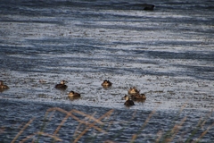 Thalassornis leuconotus