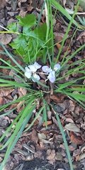 Iris unguicularis