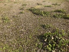 Salvinia molesta