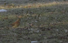 Emberiza cirlus