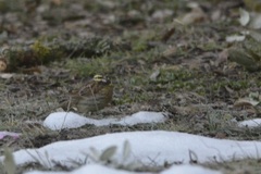 Emberiza cirlus