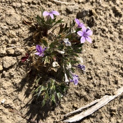 Langloisia setosissima setosissima