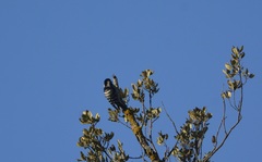 Dryobates minor ledouci