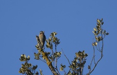 Dryobates minor ledouci