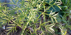 Cicuta virosa
