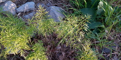 Cicuta virosa