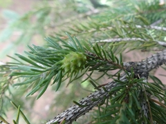 Adelges abietis