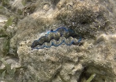 Tridacna crocea