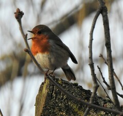 Erithacus rubecula