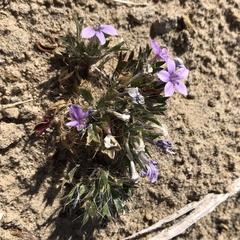 Langloisia setosissima setosissima
