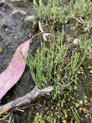 Equisetum bogotense