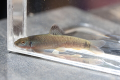Dembea Stone Lapper photo 1