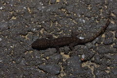 Gekko hokouensis