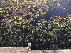 Salvinia molesta