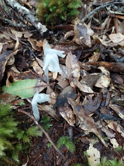 Monotropastrum humile