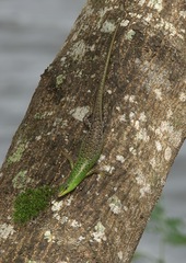 Lamprolepis smaragdina