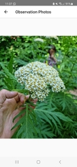 Tanacetum macrophyllum