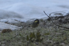 Periparus ater ledouci