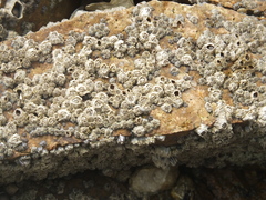 Chthamalus challengeri