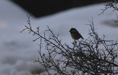 Periparus ater ledouci
