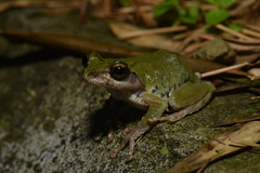 Kurixalus eiffingeri